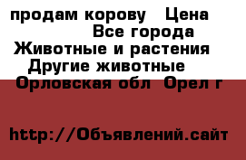 продам корову › Цена ­ 70 000 - Все города Животные и растения » Другие животные   . Орловская обл.,Орел г.